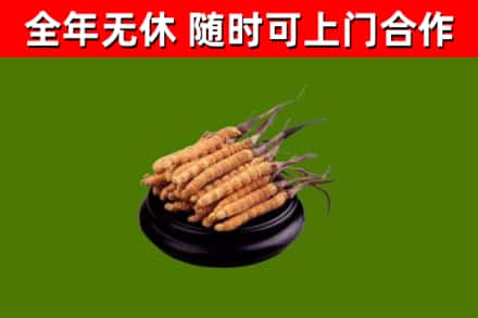 梨树区烟酒回收冬虫夏草.jpg